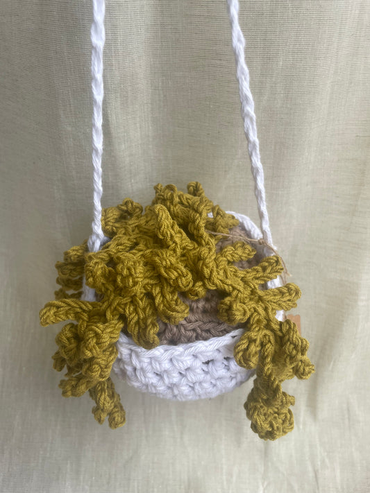 Olive Fern Large Hanging Plant