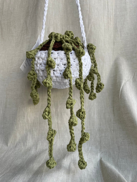 String of Pearls Large Hanging Plant