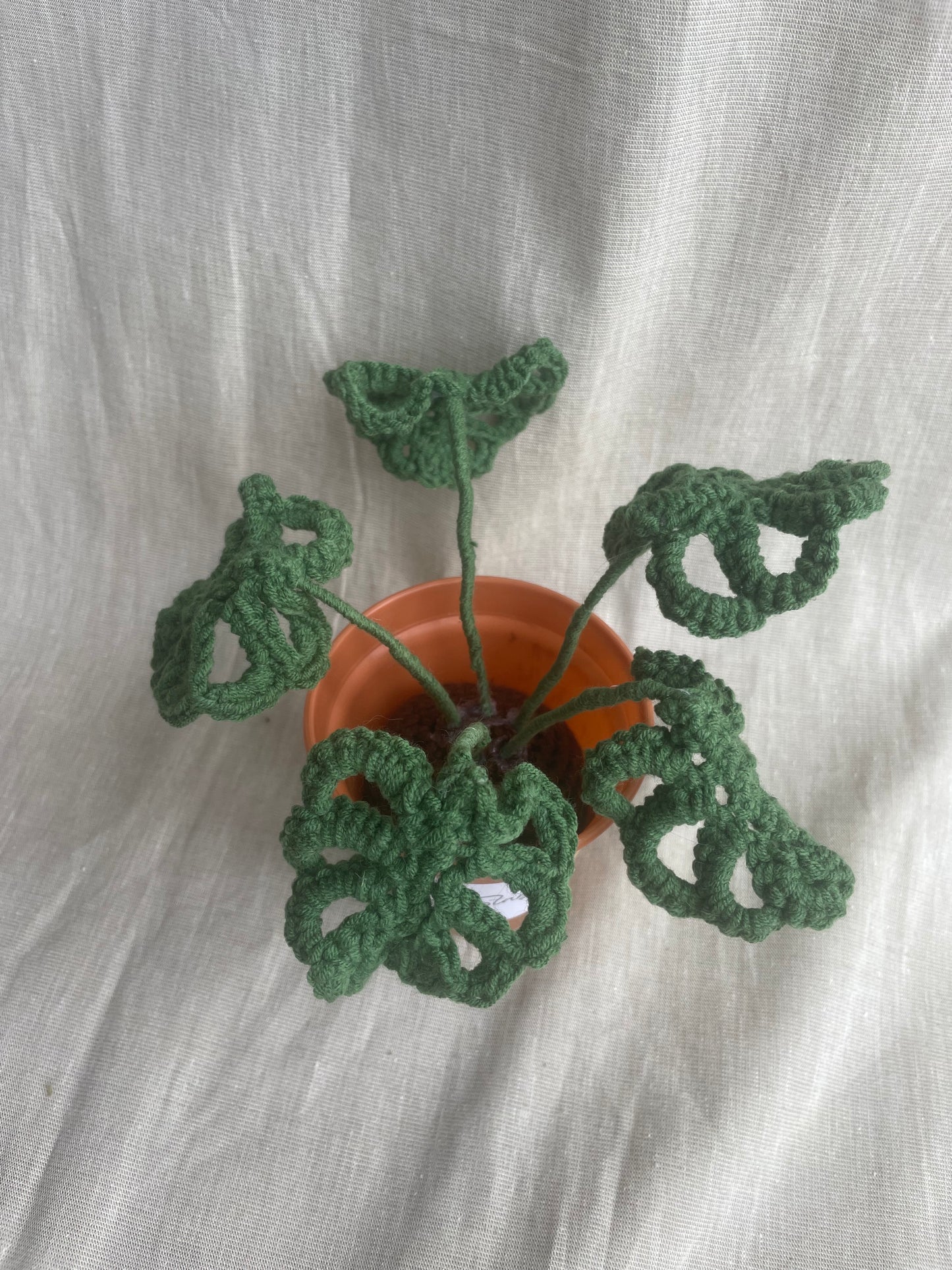 Mini Monstera Plant