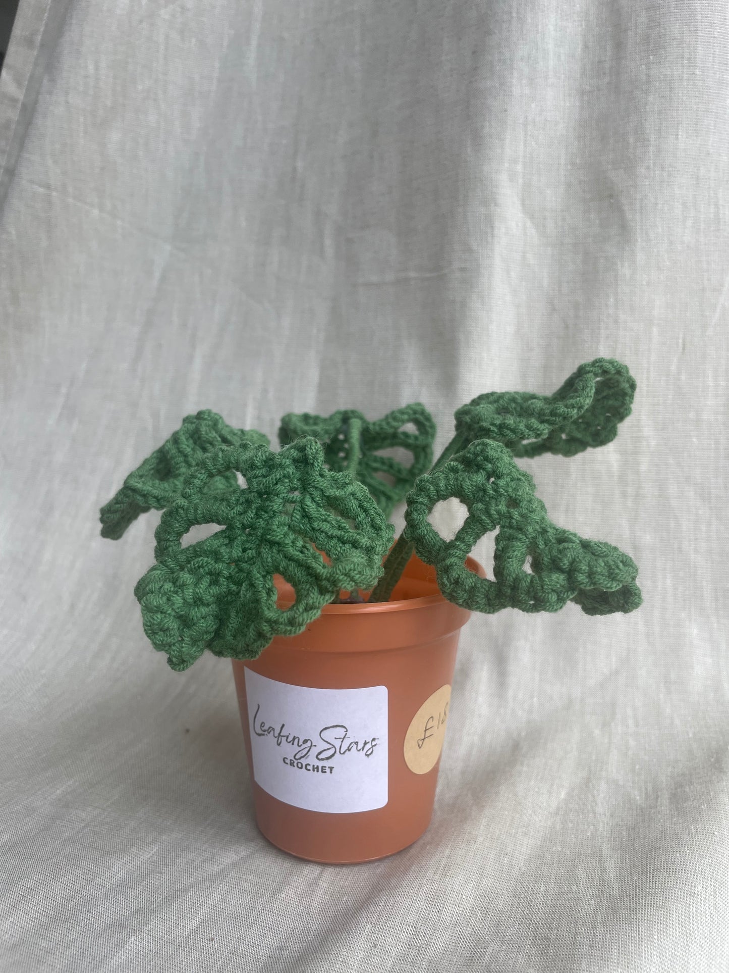 Mini Monstera Plant