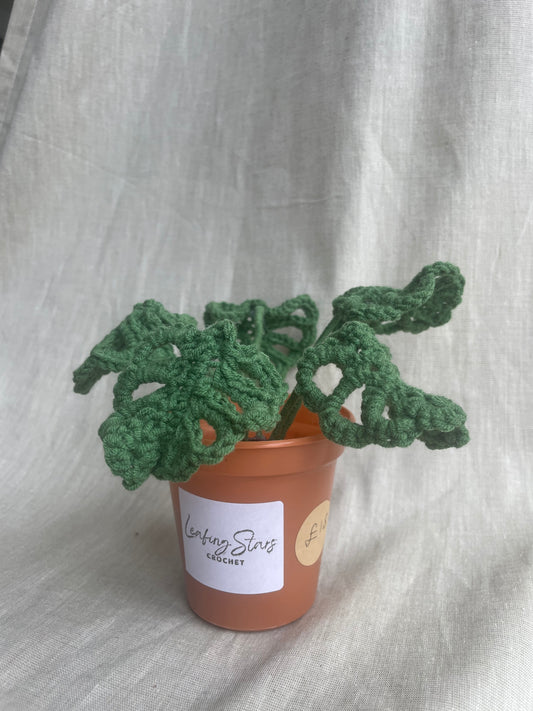 Mini Monstera Plant