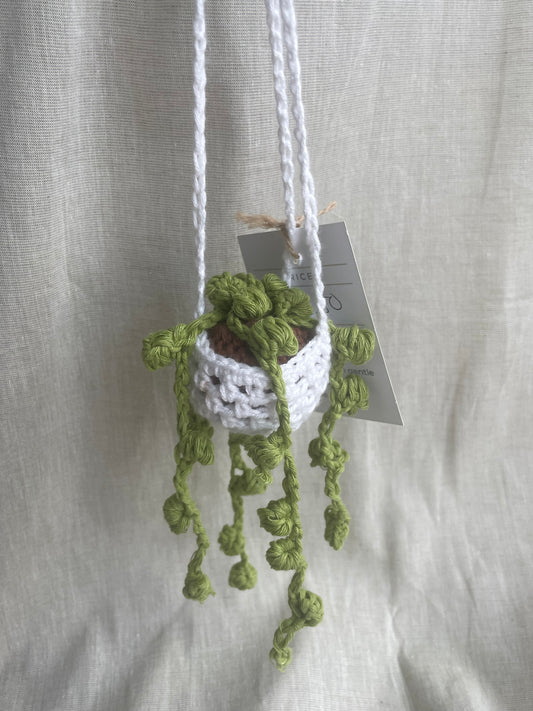 String of Pearls Mini Hanging Plant
