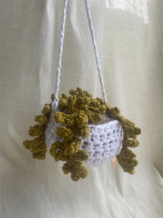 Olive Fern Large Hanging Plant
