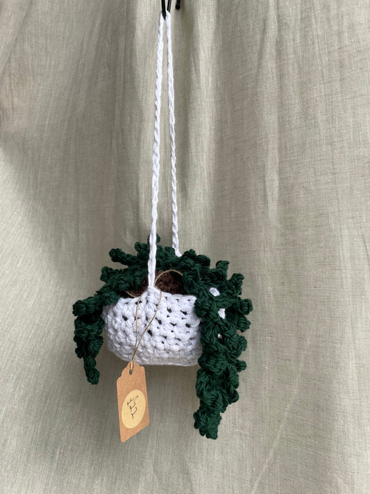 Fern Hanging Plant