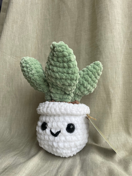 Smiley Succulent