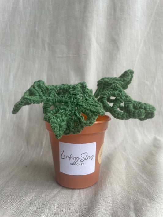 Mini Monstera Plant