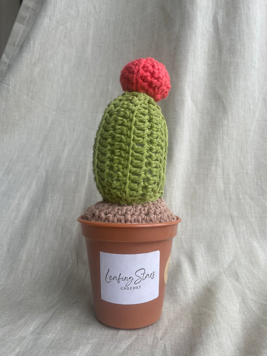 Red Cap Cactus