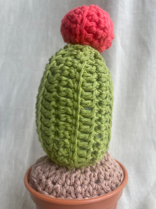 Red Cap Cactus