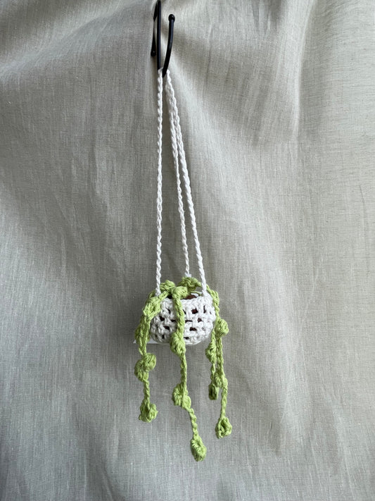 String of Pearls Mini Hanging Plant